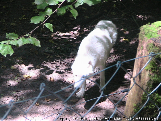 Loup blanc 3 - Photo de Animaux sauvages