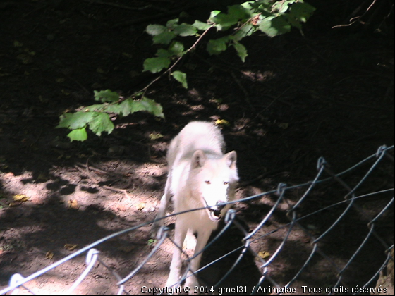 Loup blanc 4 - Photo de Animaux sauvages