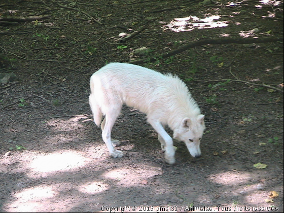 Loup blanc 5 - Photo de Animaux sauvages