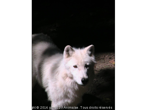 Loup blanc 6 - Photo de Animaux sauvages