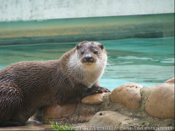 Loutre 1 - Photo de Animaux sauvages