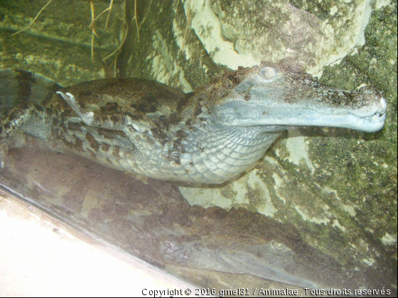 Alligator - Photo de Reptiles