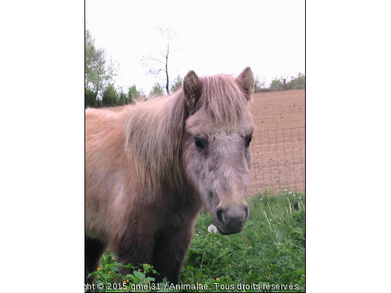 Ulisse 1 - Photo de Chevaux