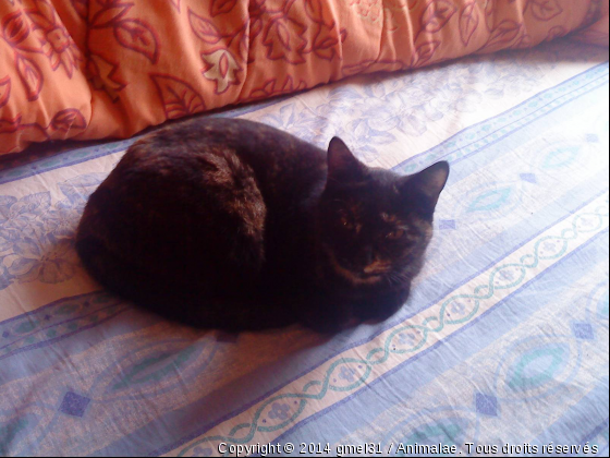 Lilly 2 - Photo de Chats