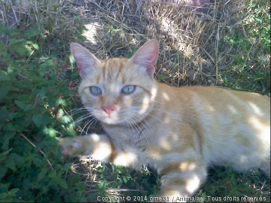 Roucky 1 - Photo de Chats