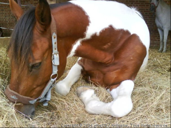 Indiana 1 - Photo de Chevaux