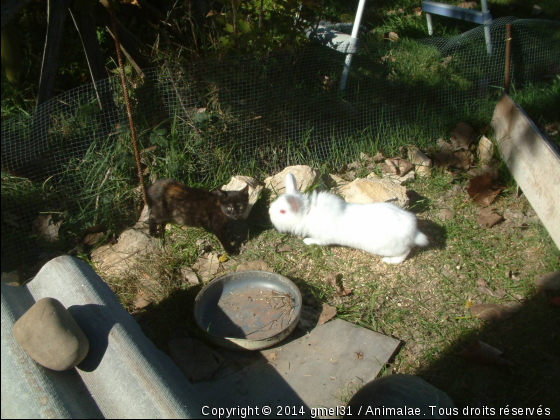 Pinpin et Lilly - Photo de Animaux Ferme