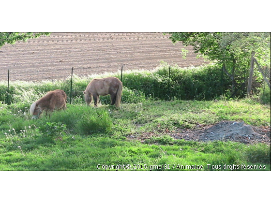 Stan et Ulysse 1 - Photo de Chevaux