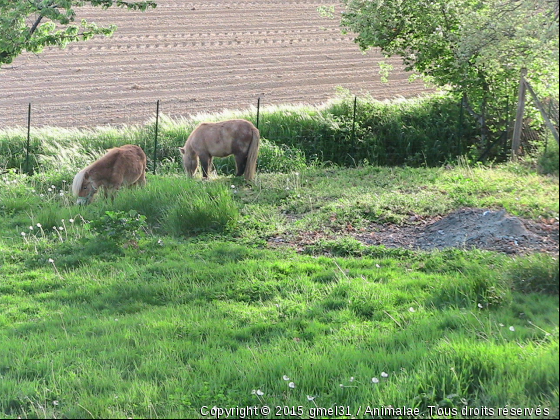 Stan et Ulysse 2 - Photo de Chevaux