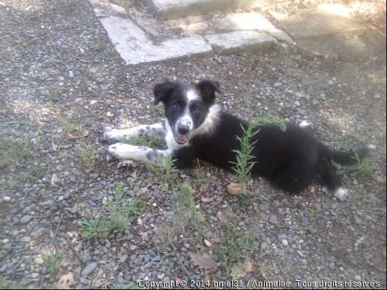 Gipsy - Photo de Chiens