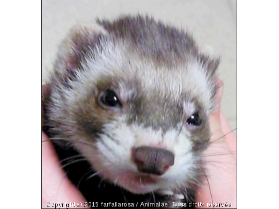 Sheïdan - Photo de Animaux sauvages