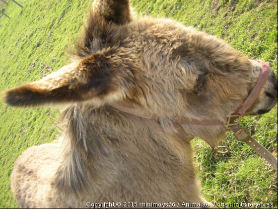 petit âne - Photo de Animaux Ferme