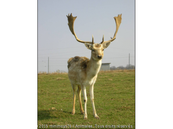 cerf ou daim?? - Photo de Animaux sauvages