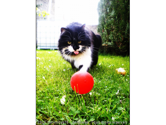 clochette - Photo de Chats