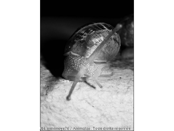 escargot - Photo de Microcosme