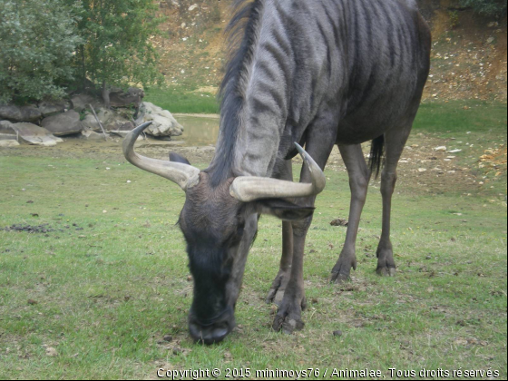 j&#039;adore - Photo de Animaux sauvages