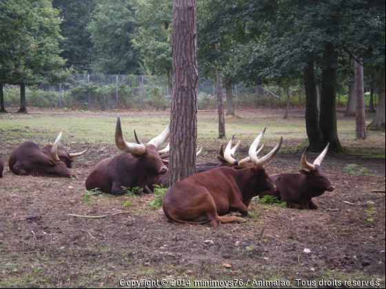 grosse cornes - Photo de Animaux sauvages