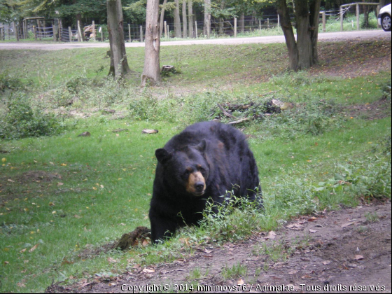 ours - Photo de Animaux sauvages