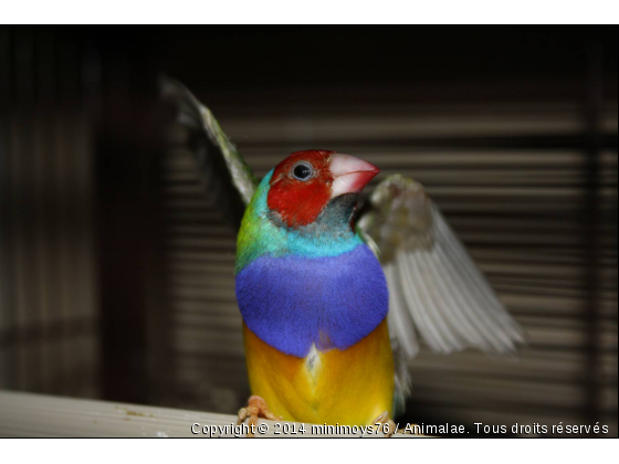 diamand de gould - Photo de Oiseaux