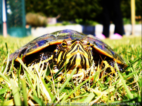 une belle tortue  - Photo de Reptiles