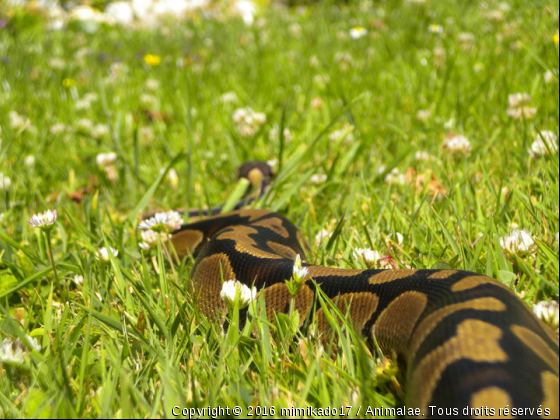 Saya - Photo de Reptiles