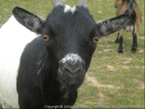 biquette - Photo de Animaux Ferme