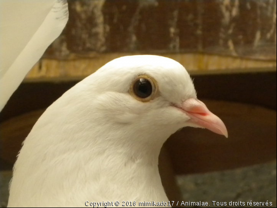 pigeon paon - Photo de Oiseaux