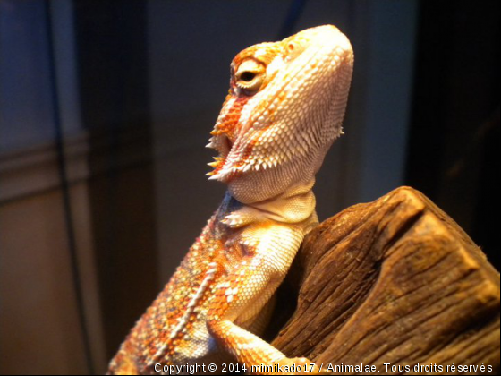 Pogona - Photo de Reptiles