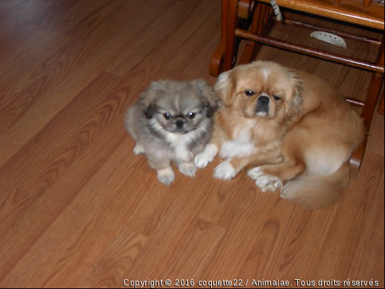 mes  deux copines - Photo de Chiens