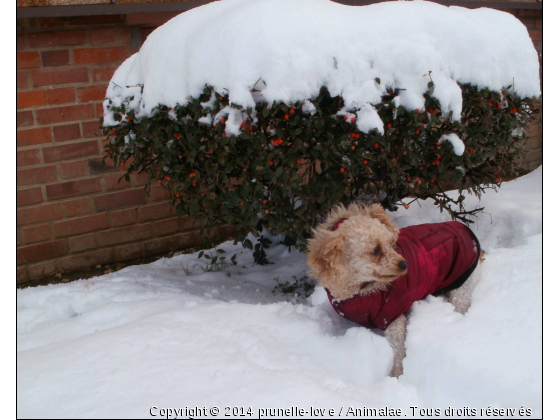 prunelle mon amour - Photo de Chiens