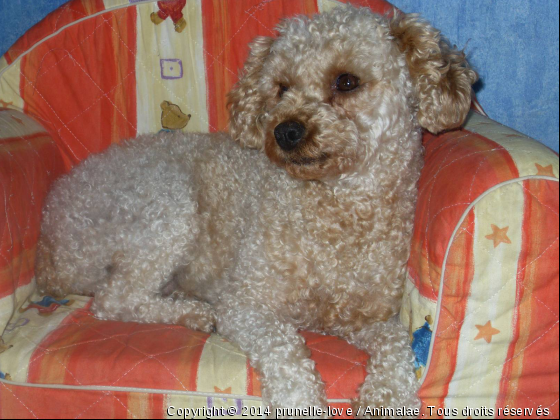 prunelle mon amour - Photo de Chiens