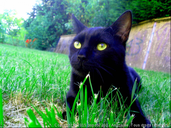 zorro - Photo de Chats