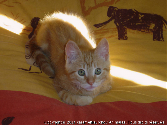 caramel - Photo de Chats