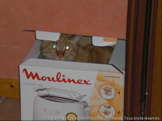 un carton et hop - Photo de Chats