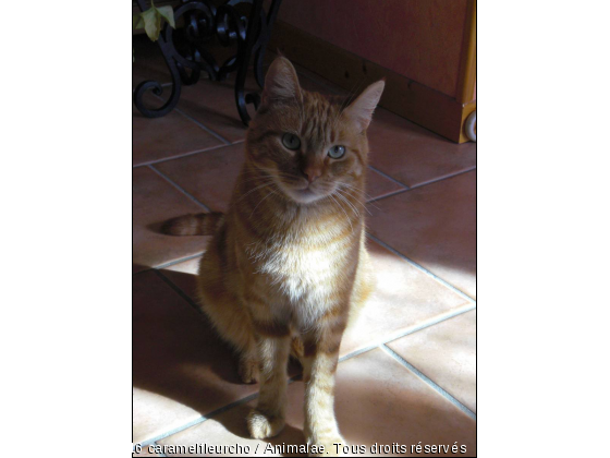 caramel - Photo de Chats