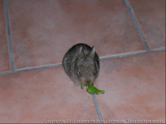 choco - Photo de Animaux Ferme