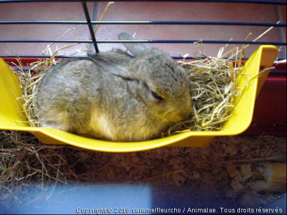 choco - Photo de Animaux Ferme