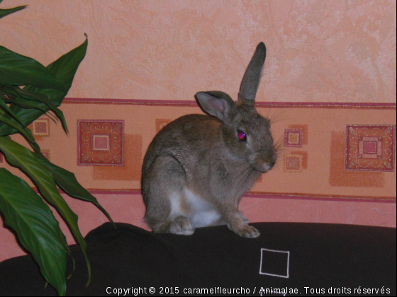 choco - Photo de Animaux Ferme