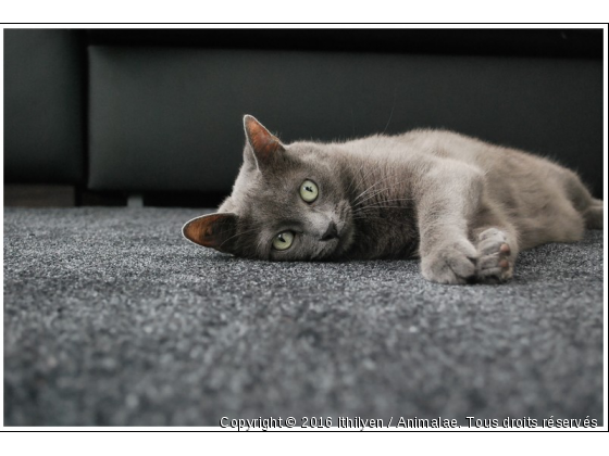 Olympe - Photo de Chats