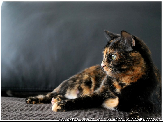 Yseult - Photo de Chats