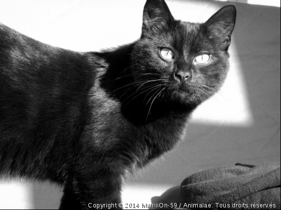 BerliOze - Photo de Chats