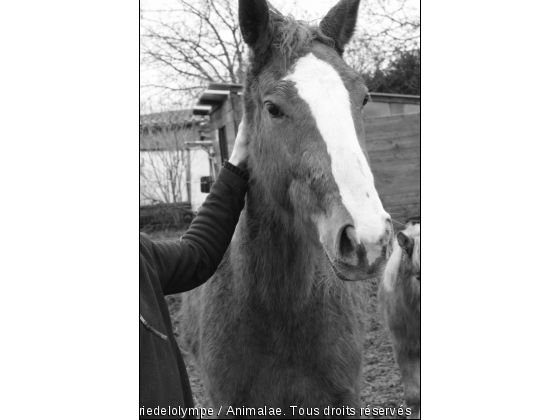 Val rose de Fontaine - Photo de Chevaux