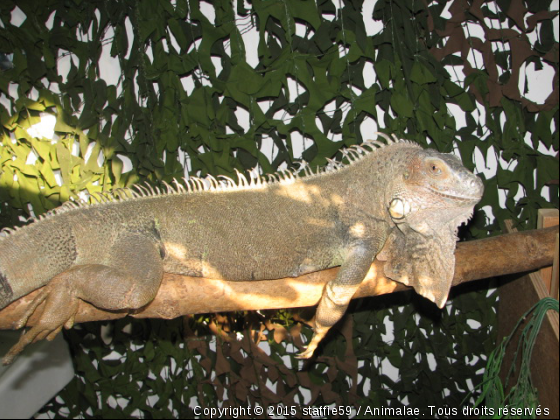 mes iguanes - Photo de Reptiles