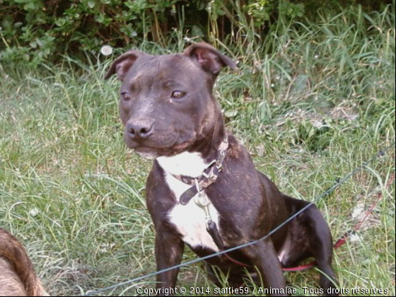 mes staffies - Photo de Chiens