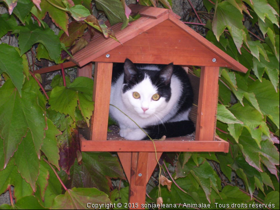 j&#039;attends les oiseaux! - Photo de Chats