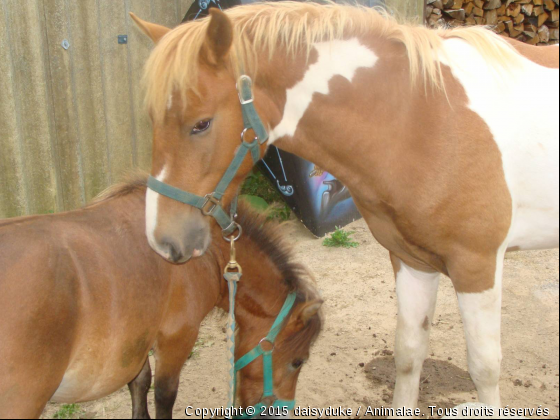 Pony la Ponette - Photo de Chevaux