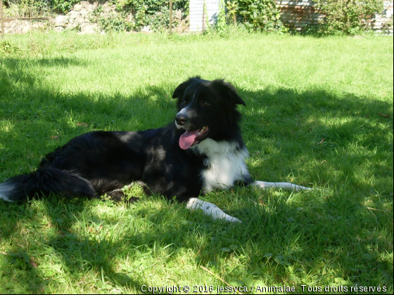 border collie - Photo de Chiens