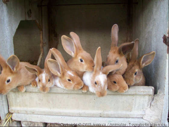 lapins - Photo de Rongeurs