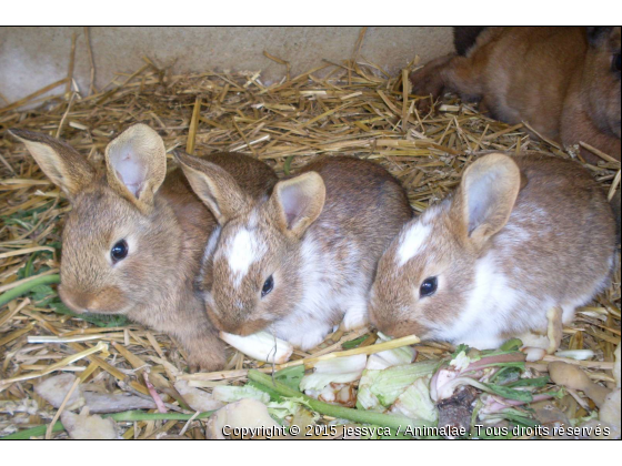 lapinous - Photo de Rongeurs