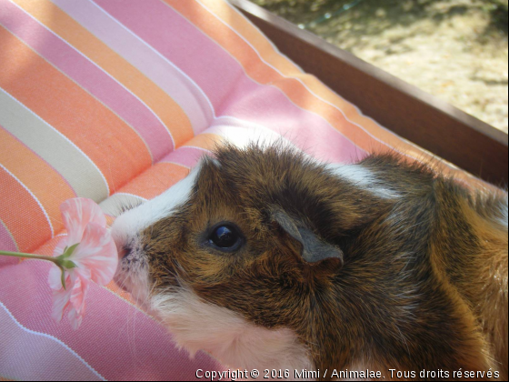 ciboulette - Photo de Rongeurs